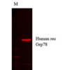 Mouse Anti-GRP78 Antibody [1H11-1H7] used in Western Blot (WB) on Human cell lysates (SMC-195)