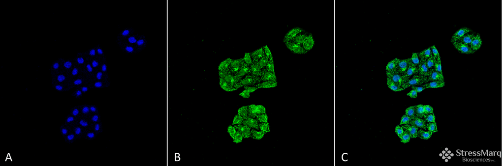 <p>Immunocytochemistry/Immunofluorescence analysis using Mouse Anti-GRP78 Monoclonal Antibody, Clone 6H4-2G7 (SMC-196). Tissue: Cervical cancer cell line (HeLa). Species: Human. Fixation: 4% Formaldehyde for 15 min at RT. Primary Antibody: Mouse Anti-GRP78 Monoclonal Antibody (SMC-196) at 1:100 for 60 min at RT. Secondary Antibody: Goat Anti-Mouse ATTO 488 at 1:100 for 60 min at RT. Counterstain: DAPI (blue) nuclear stain at 1:5000 for 5 min RT. Localization: Endoplasmic Reticulum, Endoplasmic Reticulum Lumen. Magnification: 60X.</p>

