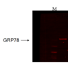 Mouse Anti-GRP78 Antibody [6H4.2G7] used in Western Blot (WB) on Human recombinant cell lysate (SMC-196)