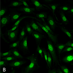 SMC-197-MDC1-Antibody-P2B11-ICC-IF-Mouse-Fibroblast-cell-line-NIH-3T3-60X-Composite-1.png