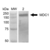 Mouse Anti-MDC1 Antibody [P2B11] used in Western Blot (WB) on Human Embryonic kidney epithelial cell line (HEK293T) lysate (SMC-197)