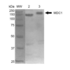 Mouse Anti-MDC1 Antibody [P2B11] used in Western Blot (WB) on Mouse Cortex and Cerebellum (SMC-197)
