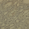 Mouse Anti-DNMT1 Antibody [60B1220.1] used in Immunohistochemistry (IHC) on Mouse medullar kidney tissue (SMC-200)