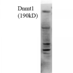 SMC-201_DNMT1_Antibody_4G11-C7_WB_Human_H1299-cell-lysate_1.png