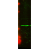 Mouse Anti-CENP-A Antibody [5A7-2E11] used in Western Blot (WB) on Human U2OS cell lysate (SMC-202)
