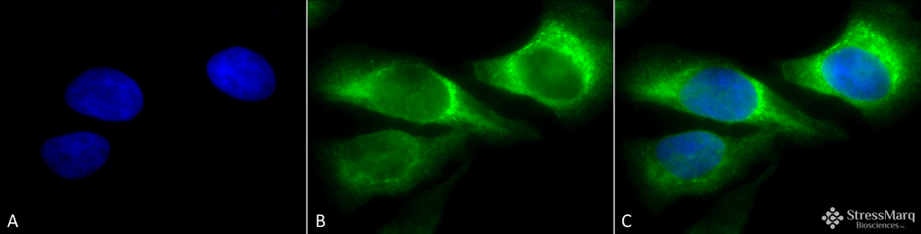 <p>Immunocytochemistry/Immunofluorescence analysis using Mouse Anti-Hsp47 Monoclonal Antibody, Clone 1C4-1A6 (SMC-203). Tissue: Heat Shocked cervical cancer cells (HeLa). Species: Human. Fixation: 2% Formaldehyde for 20 min at RT. Primary Antibody: Mouse Anti-Hsp47 Monoclonal Antibody (SMC-203) at 1:100 for 12 hours at 4°C. Secondary Antibody: FITC Goat Anti-Mouse (green) at 1:200 for 2 hours at RT. Counterstain: DAPI (blue) nuclear stain at 1:40000 for 2 hours at RT. Localization: Endoplasmic reticulum lumen. Cytoplasm. Magnification: 100x. (A) DAPI (blue) nuclear stain. (B) Anti-Hsp47 Antibody. (C) Composite. Heat Shocked at 42°C for 1h.</p>
