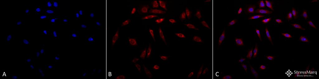 <p>Immunocytochemistry/Immunofluorescence analysis using Mouse Anti-Hsp47 Monoclonal Antibody, Clone 1C4-1A6 (SMC-203). Tissue: Heat Shocked cervical cancer cells (HeLa). Species: Human. Fixation: 2% Formaldehyde for 20 min at RT. Primary Antibody: Mouse Anti-Hsp47 Monoclonal Antibody (SMC-203) at 1:100 for 12 hours at 4°C. Secondary Antibody: APC Goat Anti-Mouse (red) at 1:200 for 2 hours at RT. Counterstain: DAPI (blue) nuclear stain at 1:40000 for 2 hours at RT. Localization: Endoplasmic reticulum lumen. Cytoplasm. Magnification: 20x. (A) DAPI (blue) nuclear stain. (B) Anti-Hsp47 Antibody. (C) Composite. Heat Shocked at 42°C for 1h.</p>
