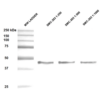 Mouse Anti-Hsp47 Antibody [1C4-1A6] used in Western Blot (WB) on Human Epithelial cell (A431) lysates (SMC-203)