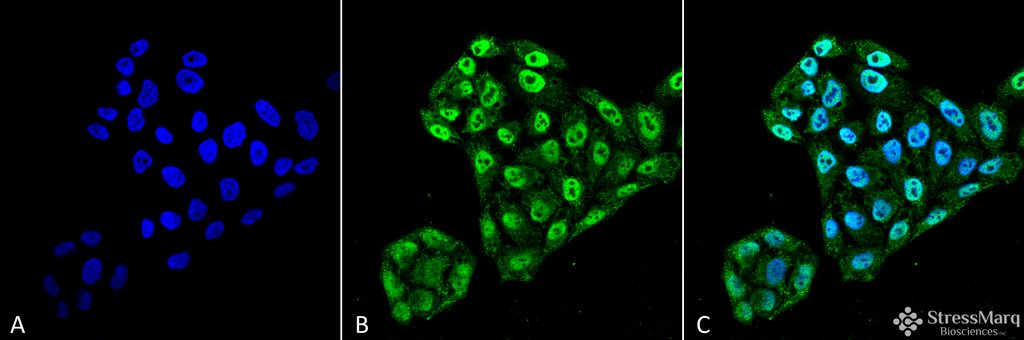 <p>Immunocytochemistry/Immunofluorescence analysis using Mouse Anti-EndoPDI Monoclonal Antibody, Clone 2E7/7 (SMC-204). Tissue: Cervical cancer cell line (HeLa). Species: Human. Fixation: 4% Formaldehyde for 15 min at RT. Primary Antibody: Mouse Anti-EndoPDI Monoclonal Antibody (SMC-204) at 1:100 for 60 min at RT. Secondary Antibody: Goat Anti-Mouse ATTO 488 at 1:100 for 60 min at RT. Counterstain: DAPI (blue) nuclear stain at 1:5000 for 5 min RT. Localization: Nucleus, Endoplasmic Reticulum, Endoplasmic Reticulum Lumen. Magnification: 60X.</p>
