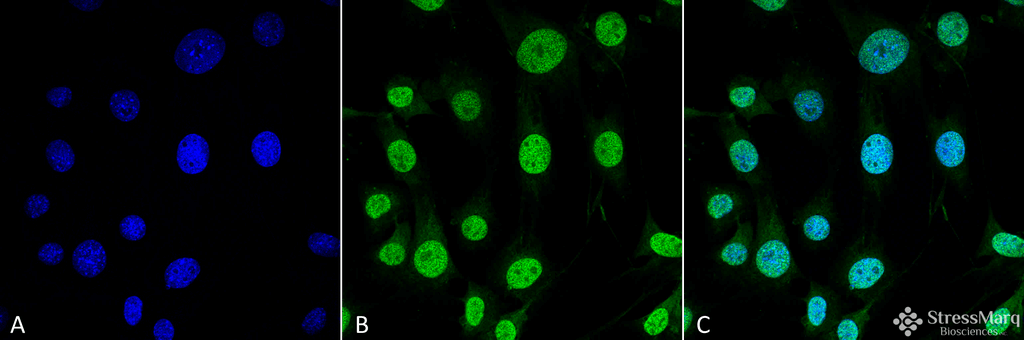 <p>Immunocytochemistry/Immunofluorescence analysis using Mouse Anti-Trap1 Monoclonal Antibody, Clone 3H4-2H6 (SMC-207). Tissue: Myoblast cell line C2C12 . Species: Mouse. Fixation: 4% Formaldehyde for 15 min at RT. Primary Antibody: Mouse Anti-Trap1 Monoclonal Antibody (SMC-207) at 1:100 for 60 min at RT. Secondary Antibody: Goat Anti-Mouse ATTO 488 at 1:100 for 60 min at RT. Counterstain: DAPI (blue) nuclear stain at 1:5000 for 5 min RT. Localization: Nucleus. Magnification: 60X.</p>
