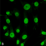 SMC-207-Trap1-Antibody-3H4-2H6-ICC-IF-Mouse-Myoblast-cell-line-C2C12-60X-Composite-1.png