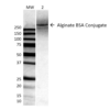 Mouse Anti-Alginate Antibody [4B10-1C5] used in Western Blot (WB) on ALL BSA-Alginate Conjugate (SMC-208)