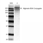 SMC-209_Alginate_Antibody_3G4-1F5_WB_ALL_BSA-Alginate-Conjugate_1.png