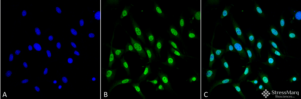 <p>Immunocytochemistry/Immunofluorescence analysis using Mouse Anti-GRP78 Monoclonal Antibody, Clone 3C5-1A4 (SMC-210). Tissue: Fibroblast cell line (NIH 3T3). Species: Mouse. Fixation: 4% Formaldehyde for 15 min at RT. Primary Antibody: Mouse Anti-GRP78 Monoclonal Antibody (SMC-210) at 1:100 for 60 min at RT. Secondary Antibody: Goat Anti-Mouse ATTO 488 at 1:100 for 60 min at RT. Counterstain: DAPI (blue) nuclear stain at 1:5000 for 5 min RT. Localization: Nucleus. Magnification: 60X.</p>
