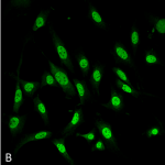 SMC-210-GRP78-Antibody-3C5-1A4-ICC-IF-Mouse-Fibroblast-cell-line-NIH-3T3-60X-Composite-1.png