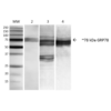 Mouse Anti-GRP78 Antibody [3C5-1A4] used in Western Blot (WB) on Human, Mouse, Rat NIH3T3, Rat Brain, and HEK-293 cell lysates (SMC-210)