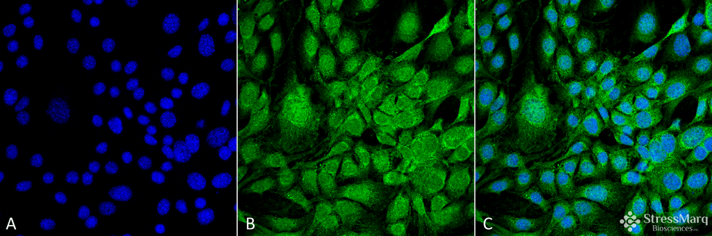 <p>Immunocytochemistry/Immunofluorescence analysis using Mouse Anti-GRP78 Monoclonal Antibody, Clone 3G12-1G11 (SMC-211). Tissue: Fibroblast cell line (NIH 3T3). Species: Mouse. Fixation: 4% Formaldehyde for 15 min at RT. Primary Antibody: Mouse Anti-GRP78 Monoclonal Antibody (SMC-211) at 1:100 for 60 min at RT. Secondary Antibody: Goat Anti-Mouse ATTO 488 at 1:100 for 60 min at RT. Counterstain: DAPI (blue) nuclear stain at 1:5000 for 5 min RT. Localization: Endoplasmic Reticulum, Endoplasmic Reticulum Lumen . Magnification: 60X.</p>
