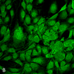 SMC-211-GRP78-Antibody-3G12-1G11-ICC-IF-Mouse-Fibroblast-cell-line-NIH-3T3-60X-Composite-1.png