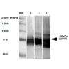 Mouse Anti-GRP78 Antibody [3G12-1G11] used in Western Blot (WB) on Human, Mouse, Rat HEK-293, NIH3T3, and Rat Brain cell lysates (SMC-211)