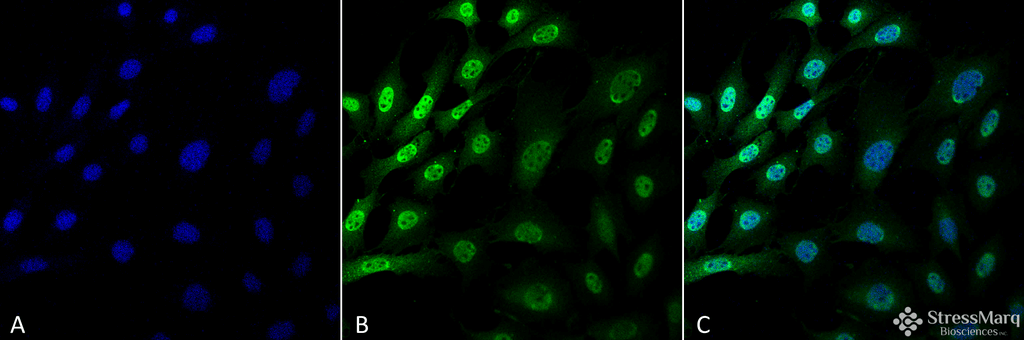 <p>Immunocytochemistry/Immunofluorescence analysis using Mouse Anti-Ubiquitin Monoclonal Antibody, Clone FK1 (SMC-213). Tissue: Fibroblast cell line (NIH 3T3). Species: Mouse. Fixation: 4% Formaldehyde for 15 min at RT. Primary Antibody: Mouse Anti-Ubiquitin Monoclonal Antibody (SMC-213) at 1:100 for 60 min at RT. Secondary Antibody: Goat Anti-Mouse ATTO 488 at 1:100 for 60 min at RT. Counterstain: DAPI (blue) nuclear stain at 1:5000 for 5 min RT. Localization: Nucleus, Cytoplasm. Magnification: 60X.</p>
