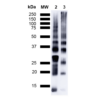 Mouse Anti-Ubiquitin Antibody [FK1] used in Western Blot (WB) on  Poly-Ubiquitin (SMC-213)