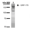 Mouse Anti-GRP170 Antibody [6E3-2C2] used in Western Blot (WB) on Human Embryonic kidney epithelial cell line (HEK293) lysates (SMC-232)