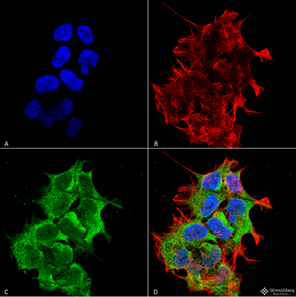 <p>Immunocytochemistry/Immunofluorescence analysis using Mouse Anti-GRP170 Monoclonal Antibody, Clone 6E3-2C3 (SMC-232). Tissue: Neuroblastoma cell line (SK-N-BE). Species: Human. Fixation: 4% Formaldehyde for 15 min at RT. Primary Antibody: Mouse Anti-GRP170 Monoclonal Antibody (SMC-232) at 1:100 for 60 min at RT. Secondary Antibody: Goat Anti-Mouse ATTO 488 at 1:100 for 60 min at RT. Counterstain: Phalloidin Texas Red F-Actin stain; DAPI (blue) nuclear stain at 1:1000; 1:5000 for 60 min RT, 5 min RT. Localization: Endoplasmic Reticulum, Endoplasmic Reticulum Lumen. Magnification: 60X. (A) DAPI (blue) nuclear stain. (B) Phalloidin Texas Red F-Actin stain. (C) GRP170 Antibody. (D) Composite.</p>
