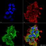 SMC-232-GRP170-Antibody-6E3-2C3-ICC-IF-Human-Neuroblastoma-cell-line-SK-N-BE-60X-Composite-1.png