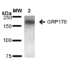 Mouse Anti-GRP170 Antibody [6E3-2C3] used in Western Blot (WB) on Rat Liver (SMC-232)