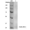 Mouse Anti-HO-1 (Rat) Antibody [6B8-2F2] used in Western Blot (WB) on Human, Mouse, Rat Rat Kidney Lysate (SMC-234)
