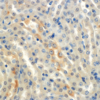Mouse Anti-ENaC alpha Antibody [2G4] used in Immunohistochemistry (IHC) on Mouse Kidney (cortex) (SMC-239)