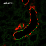 SMC-239-ENaC-alpha-Antibody-2G4-IHC-Rat-Kidney-1.png