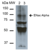 Mouse Anti-ENaC alpha Antibody [2G4] used in Western Blot (WB) on Mouse Whole kidney homogenates (SMC-239)