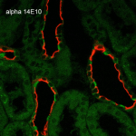 SMC-242-ENaC-alpha-Antibody-14E10-IHC-Rat-Kidney-1.png