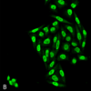 Mouse Anti-PP5 Antibody [12F7] used in Immunocytochemistry/Immunofluorescence (ICC/IF) on Human Cervical cancer cell line (HeLa) (SMC-244)