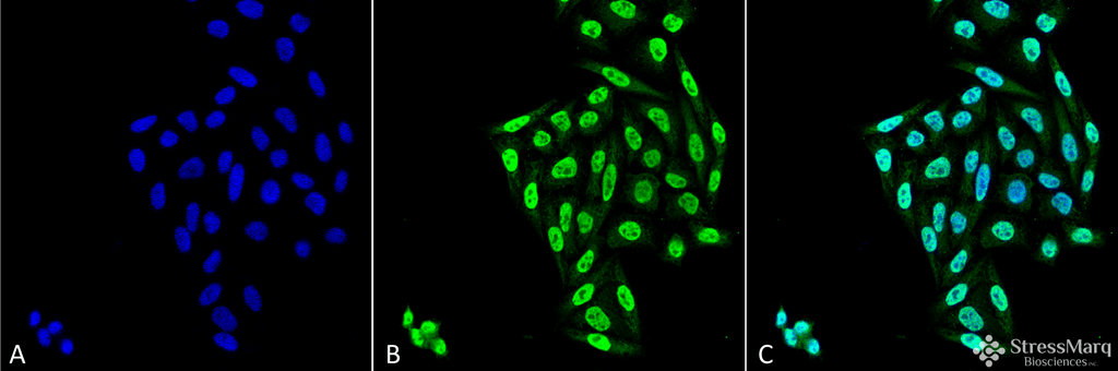 <p>Immunocytochemistry/Immunofluorescence analysis using Mouse Anti-PP5 Monoclonal Antibody, Clone 12F7 (SMC-244). Tissue: Cervical cancer cell line (HeLa). Species: Human. Fixation: 4% Formaldehyde for 15 min at RT. Primary Antibody: Mouse Anti-PP5 Monoclonal Antibody (SMC-244) at 1:100 for 60 min at RT. Secondary Antibody: Goat Anti-Mouse ATTO 488 at 1:100 for 60 min at RT. Counterstain: DAPI (blue) nuclear stain at 1:5000 for 5 min RT. Localization: Nucleus, Cytoplasm. Magnification: 40X.</p>
