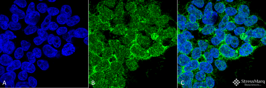 <p>Immunocytochemistry/Immunofluorescence analysis using Mouse Anti-PP5 Monoclonal Antibody, Clone 12F7 (SMC-244). Tissue: Embryonic kidney epithelial cell line (HEK293). Species: Human. Fixation: 2% Formaldehyde for 20 min at RT. Primary Antibody: Mouse Anti-PP5 Monoclonal Antibody (SMC-244) at 1:50 for 1 hour at RT. Secondary Antibody: Alexa Fluor 488 Goat Anti-Mouse (green)  at 1:100 for 1 hour at RT. Counterstain: DAPI (blue) nuclear stain. Magnification: 63x.</p>
