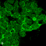 SMC-244-PP5-Antibody-12F7-ICC-IF-Human-HEK293-63x-Composite_2.png