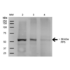 Mouse Anti-PP5 Antibody [12F7] used in Western Blot (WB) on Human A431, HEK293, and Jurkat cell lysates (SMC-244)