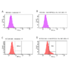 Mouse Anti-HSP70 Antibody: FITC [1H11] used in Fluorescence-activated cell sorting (FACS) on Human HCT116 and HK2 cells (SMC-249)