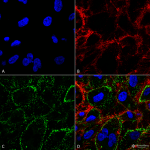 SMC-249-HSP70-Antibody-1H11-ICC-IF-Human-HCT116-cells-1.png