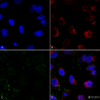 Mouse Anti-HSP70 Antibody: FITC [1H11] used in Immunocytochemistry/Immunofluorescence (ICC/IF) on Human HCT116 cells (SMC-249)