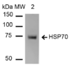 Mouse Anti-HSP70 Antibody [1H11] used in Western Blot (WB) on Human Heat Shocked cervical cancer cell line (HeLa) lysate (SMC-249)