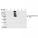 SMC-263-N-terminal-Arginylation-Antibody-4A9-WB-N-terminal-Arginine-BSA-1.png