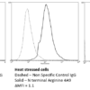 Mouse Anti-N-terminal Arginylation Antibody [4A9] used in Flow Cytometry (FCM) on Human Neuroblastoma cells (SH-SY5Y) (SMC-263)