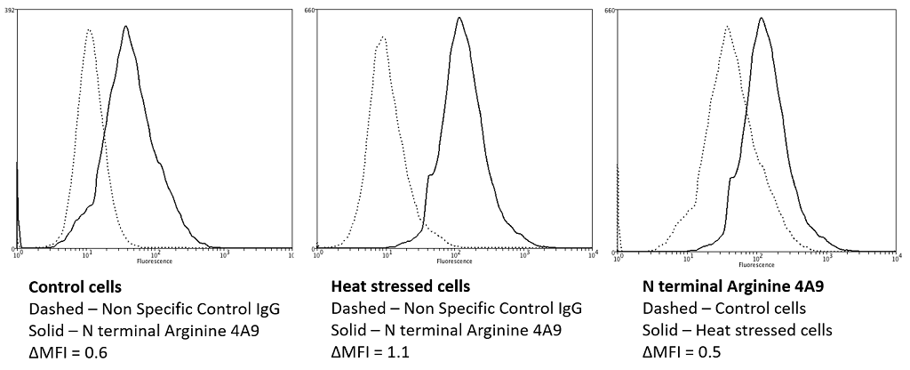 <p>Flow Cytometry analysis using Mouse Anti-N-terminal Arginylation Monoclonal Antibody, Clone 4A9 (SMC-263). Tissue: Neuroblastoma cells (SH-SY5Y). Species: Human. Fixation: 90% Methanol. Primary Antibody: Mouse Anti-N-terminal Arginylation Monoclonal Antibody (SMC-263) at 1:50 for 30 min on ice. Secondary Antibody: Goat Anti-Mouse: PE at 1:100 for 20 min at RT. Isotype Control: Non Specific IgG. Heat stressed cells were subject to heat shock at 42°C for 2 hours.</p>
