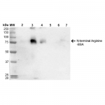 SMC-264-N-terminal-Arginylation-Antibody-4D12-WB-N-terminal-Arginine-BSA-1.png
