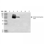 SMC-265-N-terminal-Arginylation-Antibody-11G1-WB-N-terminal-Arginine-BSA-1.png