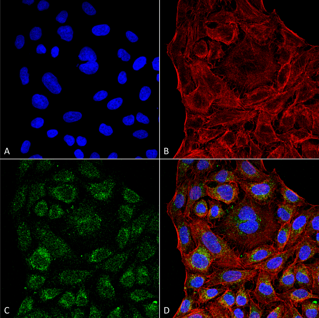 <p>Immunocytochemistry/Immunofluorescence analysis using Mouse Anti-ERp57 Monoclonal Antibody, Clone 4F9 (SMC-266). Tissue: Cervical cancer cell line (HeLa). Species: Human. Fixation: 4% Formaldehyde for 15 min at RT. Primary Antibody: Mouse Anti-ERp57 Monoclonal Antibody (SMC-266) at 1:100 for 60 min at RT. Secondary Antibody: Goat Anti-Mouse ATTO 488 at 1:200 for 60 min at RT. Counterstain: Phalloidin Texas Red F-Actin stain; DAPI (blue) nuclear stain at 1:1000, 1:5000 for 60 min at RT, 5 min at RT. Localization: Endoplasmic reticulum, Melanosome. Magnification: 60X. (A) DAPI (blue) nuclear stain. (B) Phalloidin Texas Red F-Actin stain. (C) ERp57 Antibody. (D) Composite.</p>
