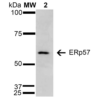 Mouse Anti-ERp57 Antibody [4F9] used in Western Blot (WB) on Human Cervical cancer cell line (HeLa) lysate (SMC-266)